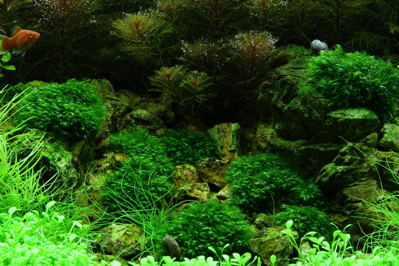 Layout 51 (100 L)