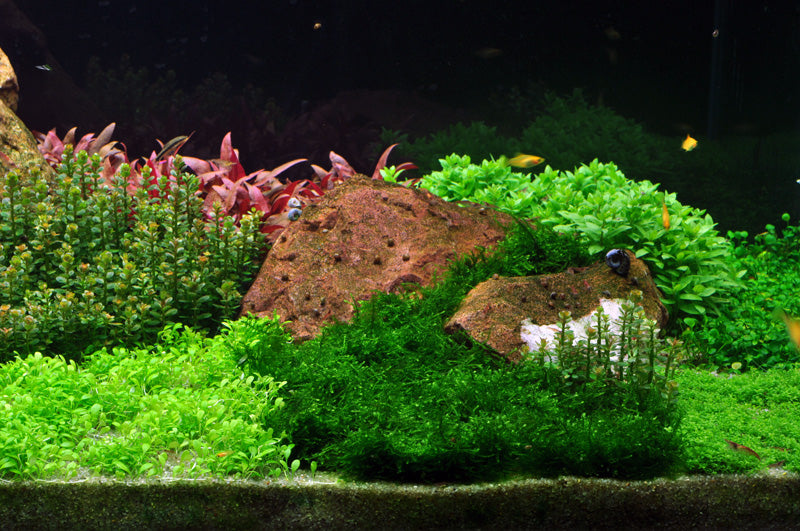 Layout 54 (270 L)