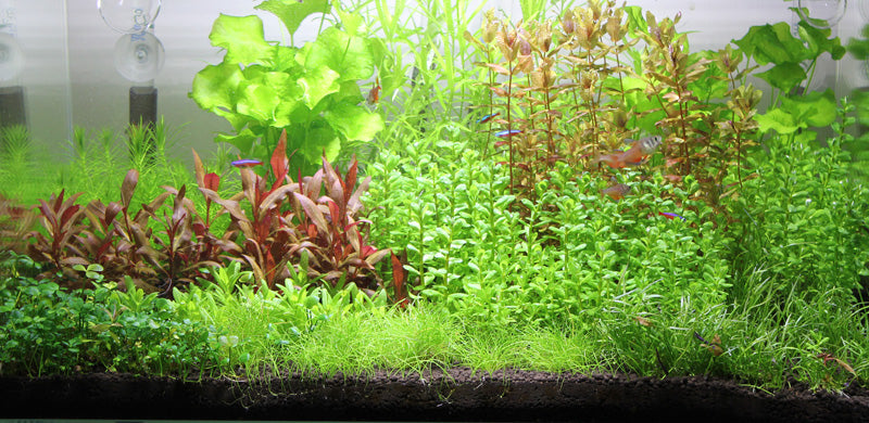 Layout 85 (83 L)