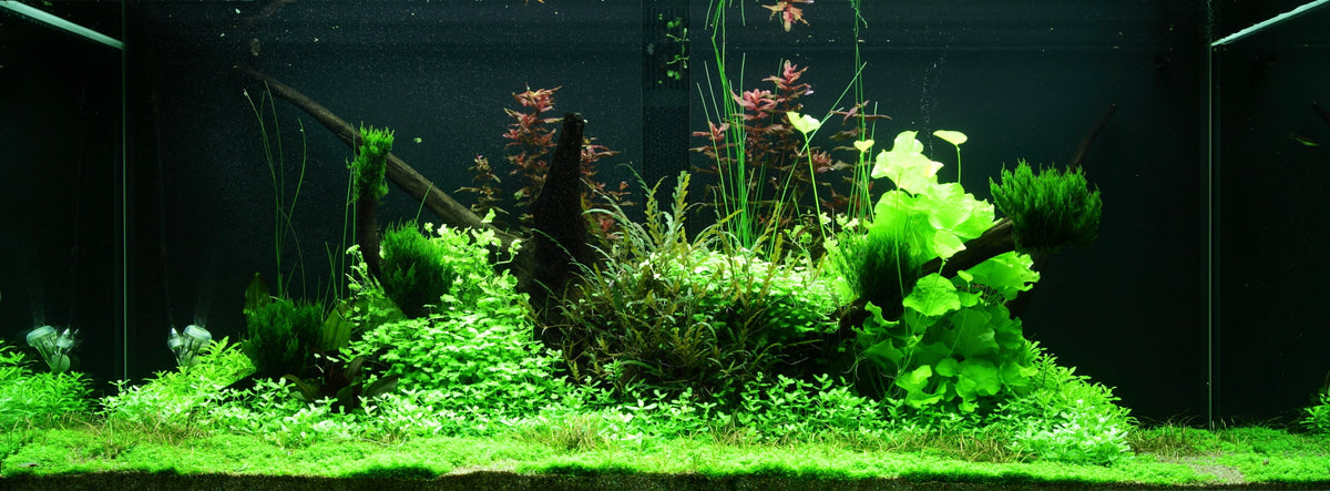 Layout 97 (300 L)