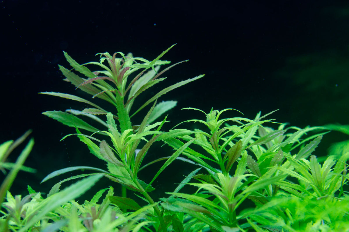 Layout 105 (300 L)