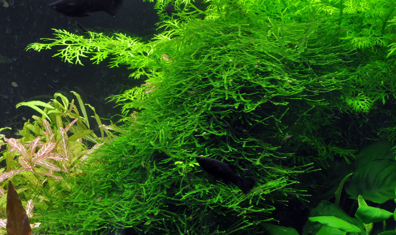 Layout 2 (128 L)