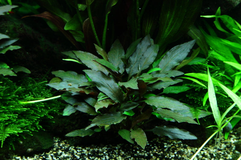 Layout 48 (300 L)
