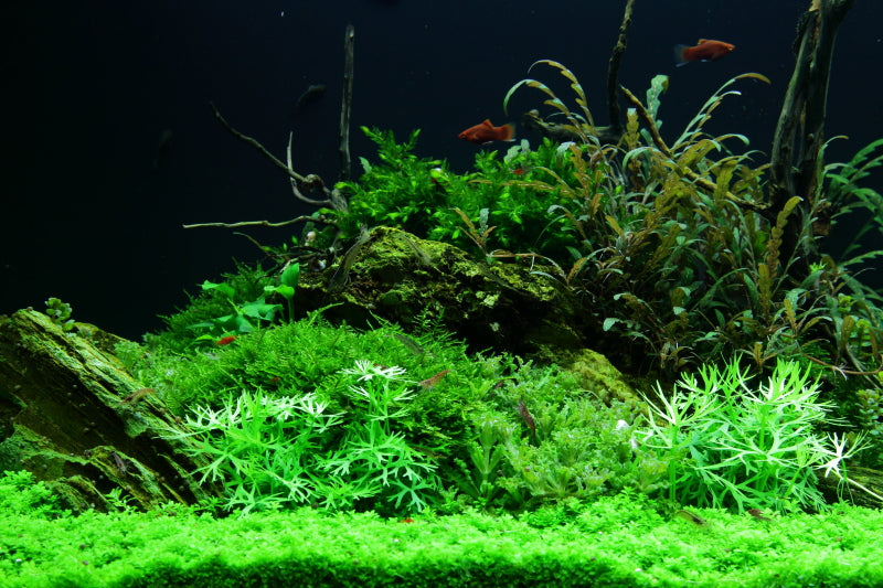 Layout 52 (300 L)
