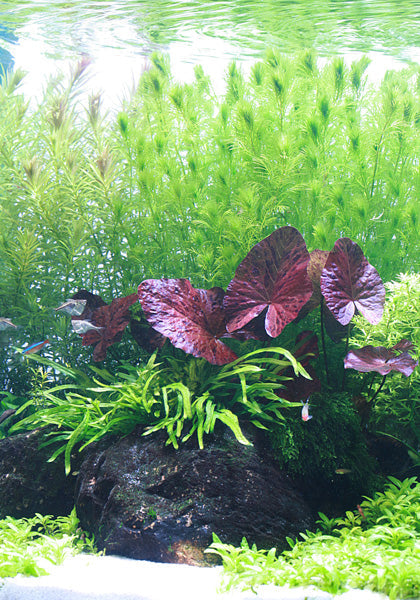 Layout 84 (250 L)