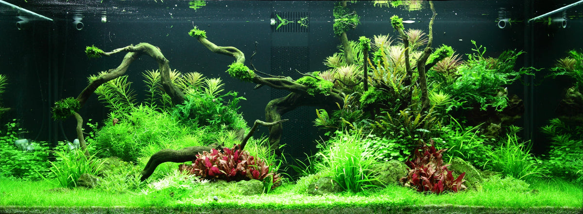 Layout 96 (300 L)