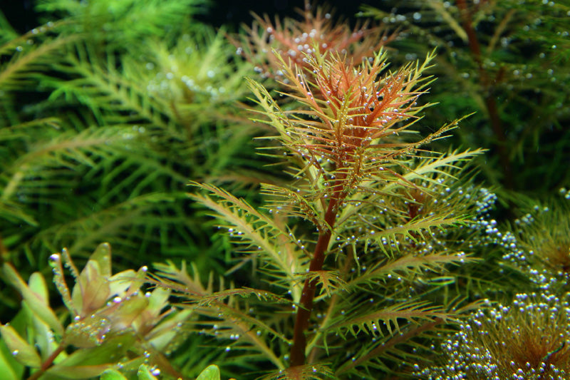 Layout 51 (100 L)