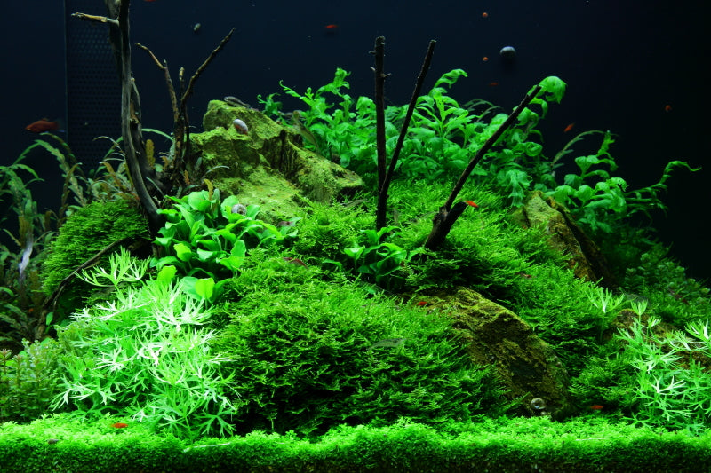 Layout 52 (300 L)