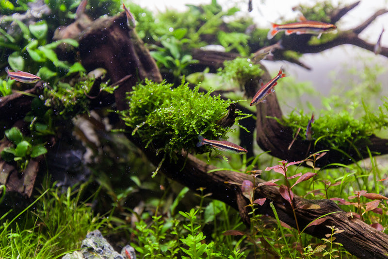 Layout 86 (182 L)