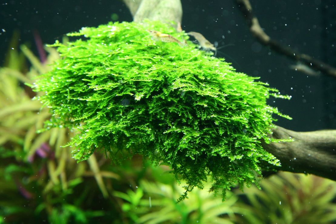 Layout 96 (300 L)