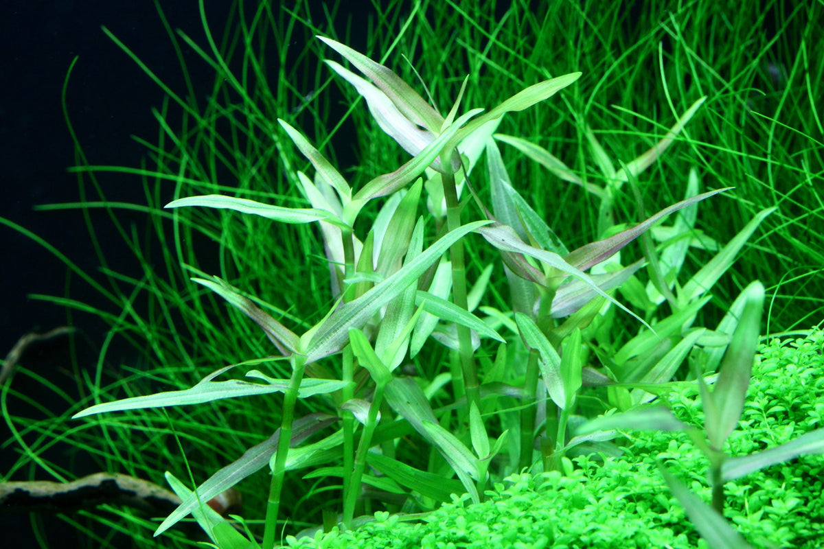 Layout 99 (100 L)