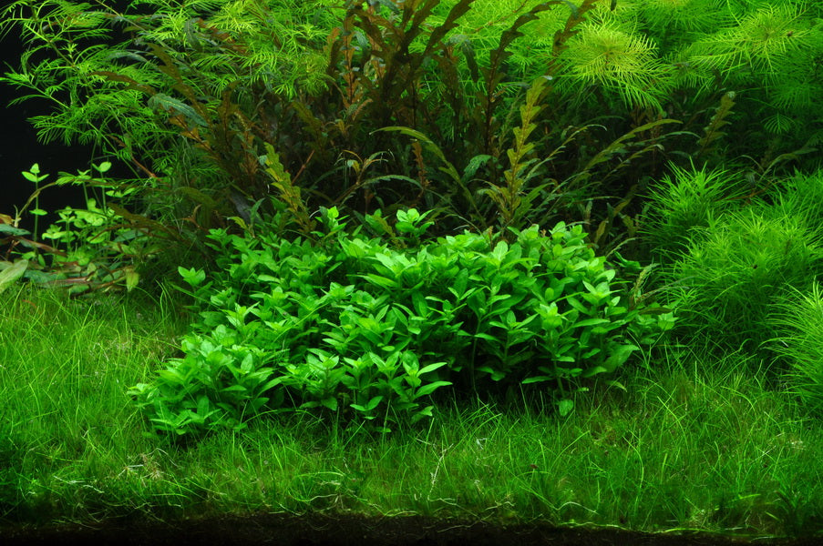 Trimming