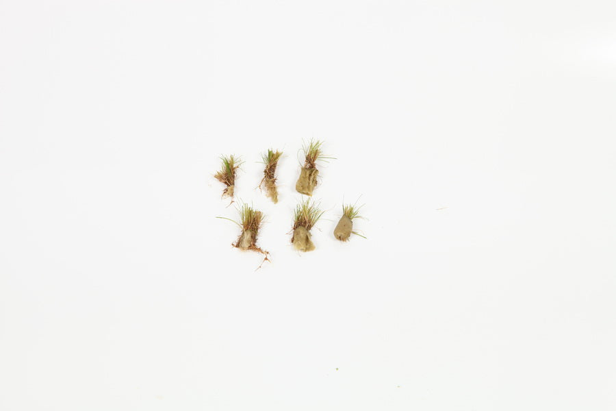 Planting