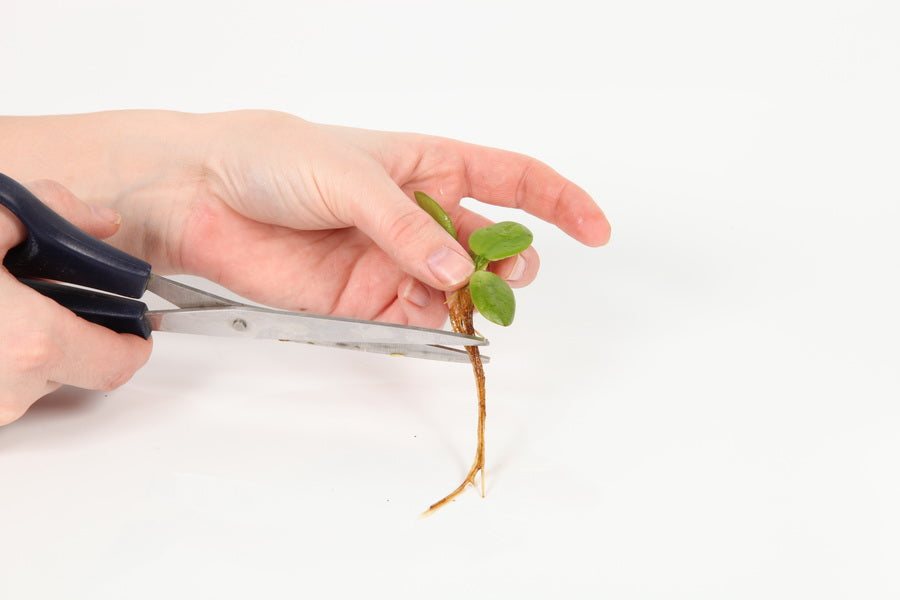 Planting