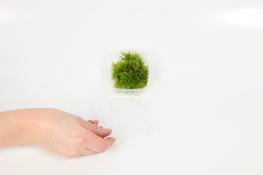 Planting
