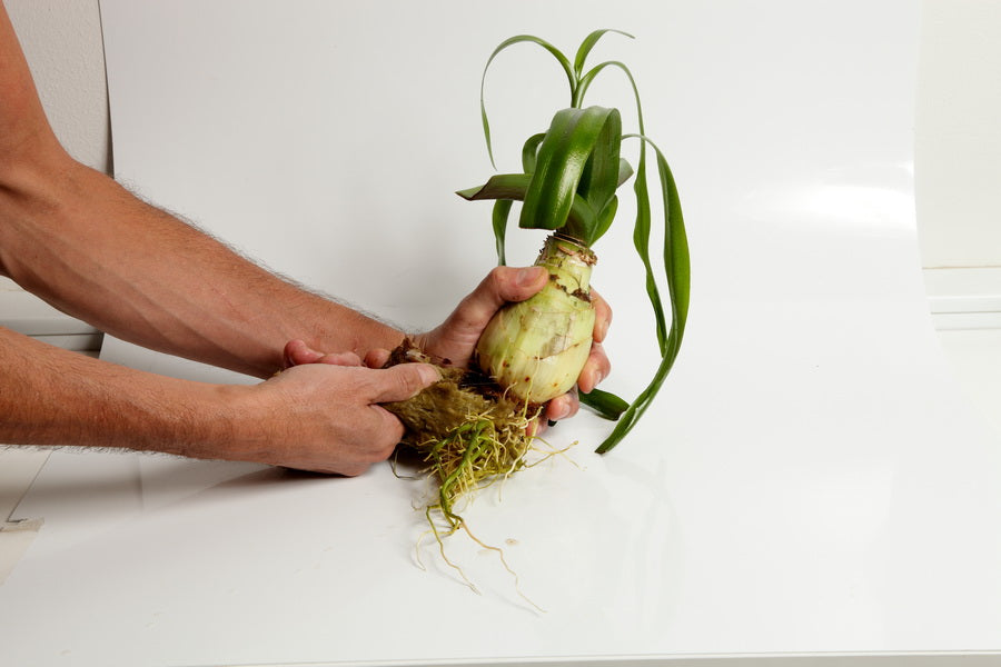 Planting