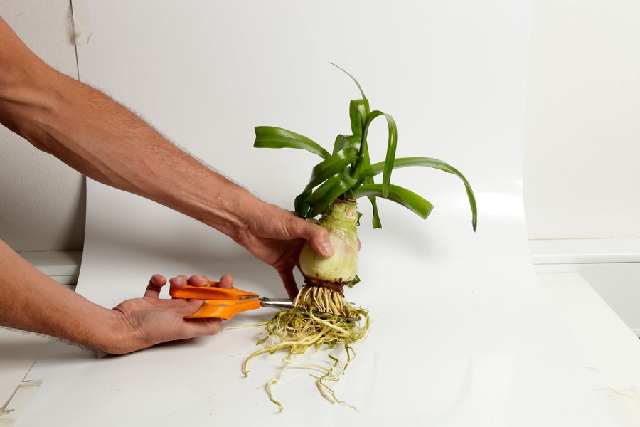 Planting