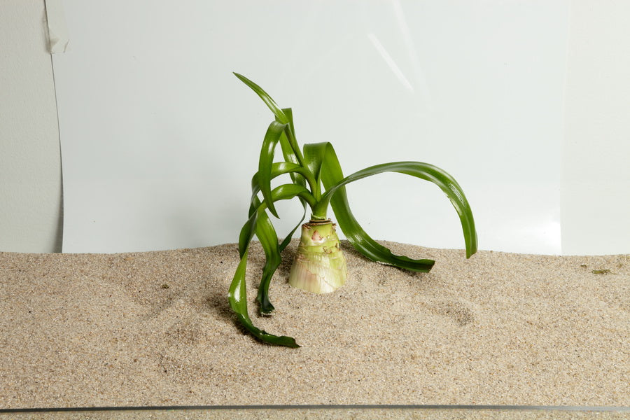 Planting
