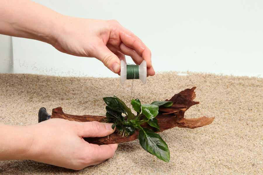 Planting
