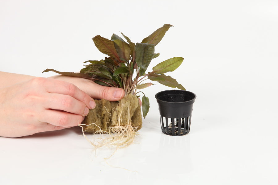Planting
