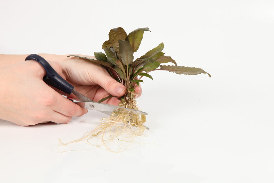 Planting