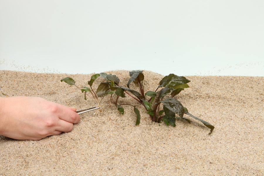 Planting