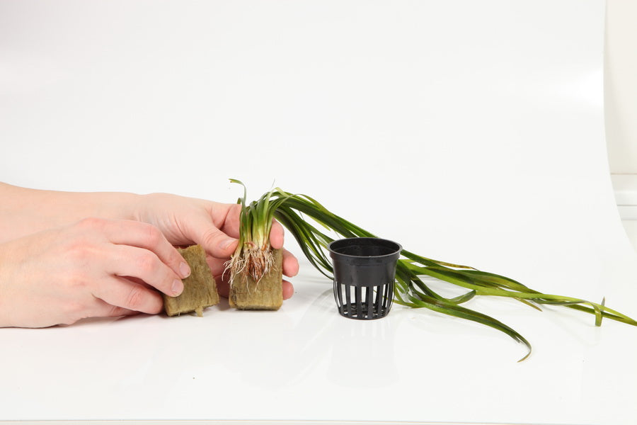 Planting