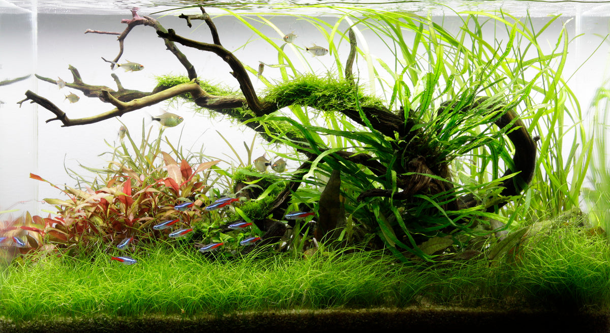 Growing-in