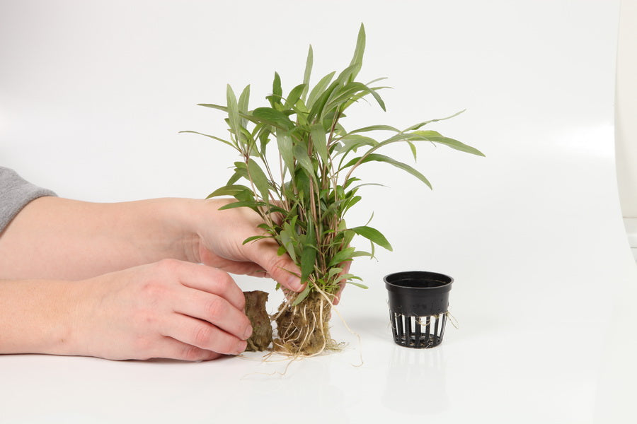 Planting