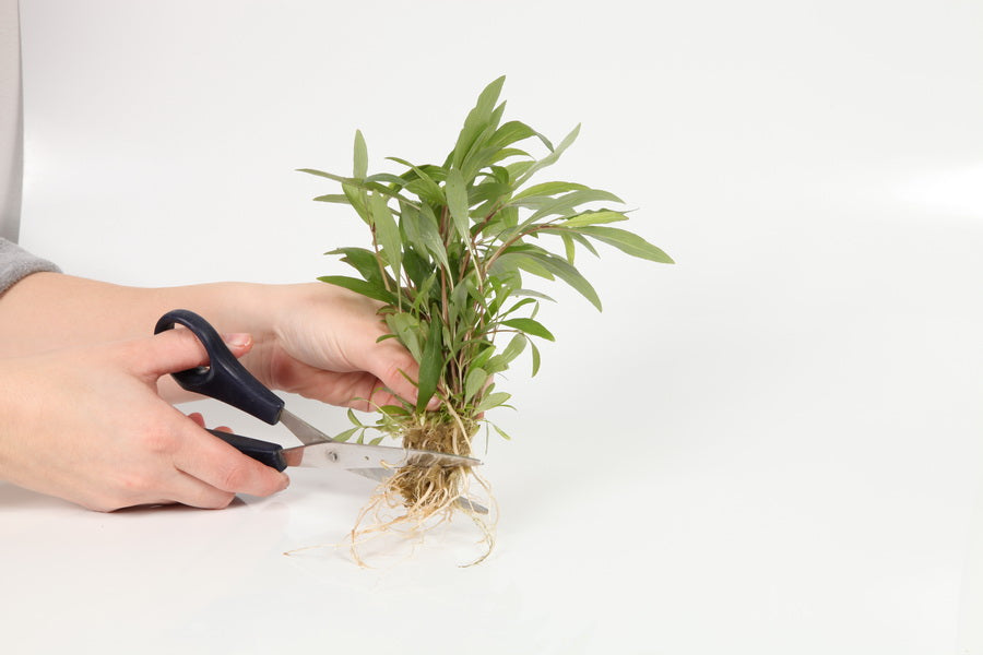 Planting