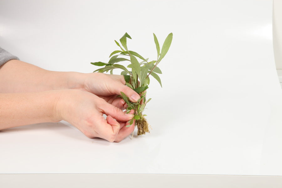 Planting