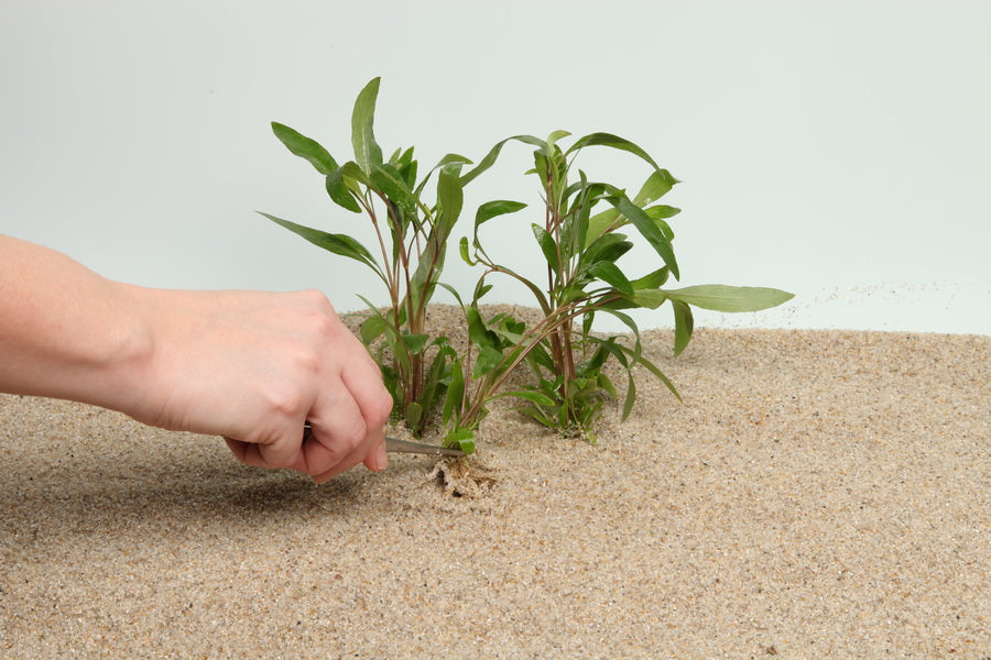 Planting