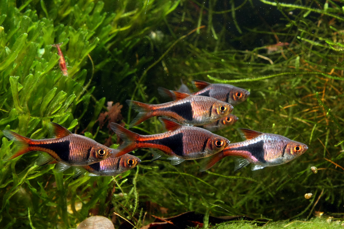 Få succes med dit akvarium