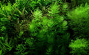 Supporting plants