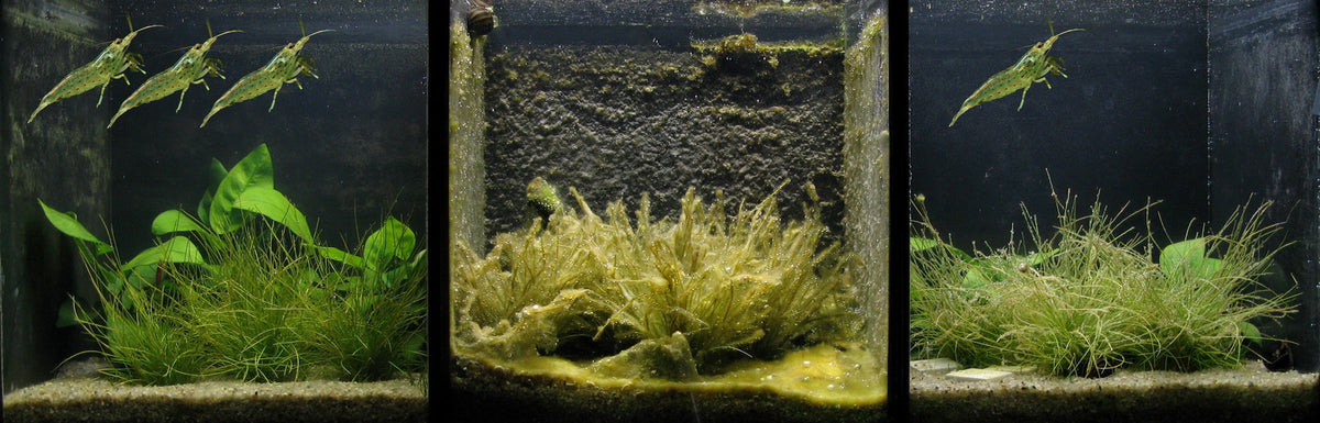 Algae control