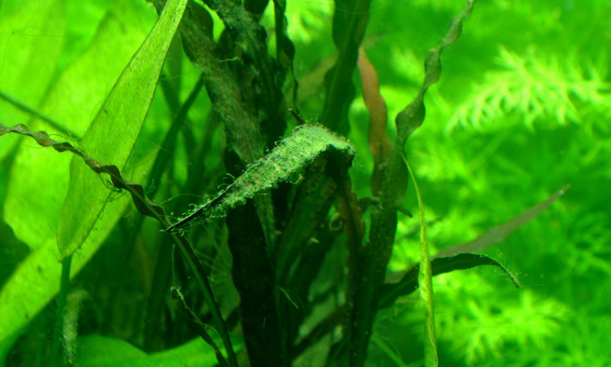 Types of algae