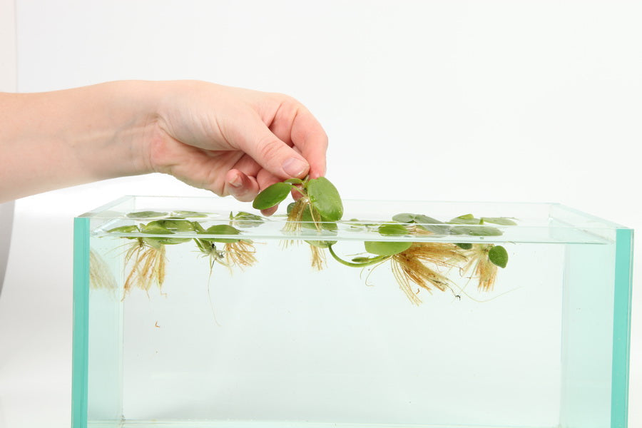 Planting