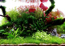 Plant Care