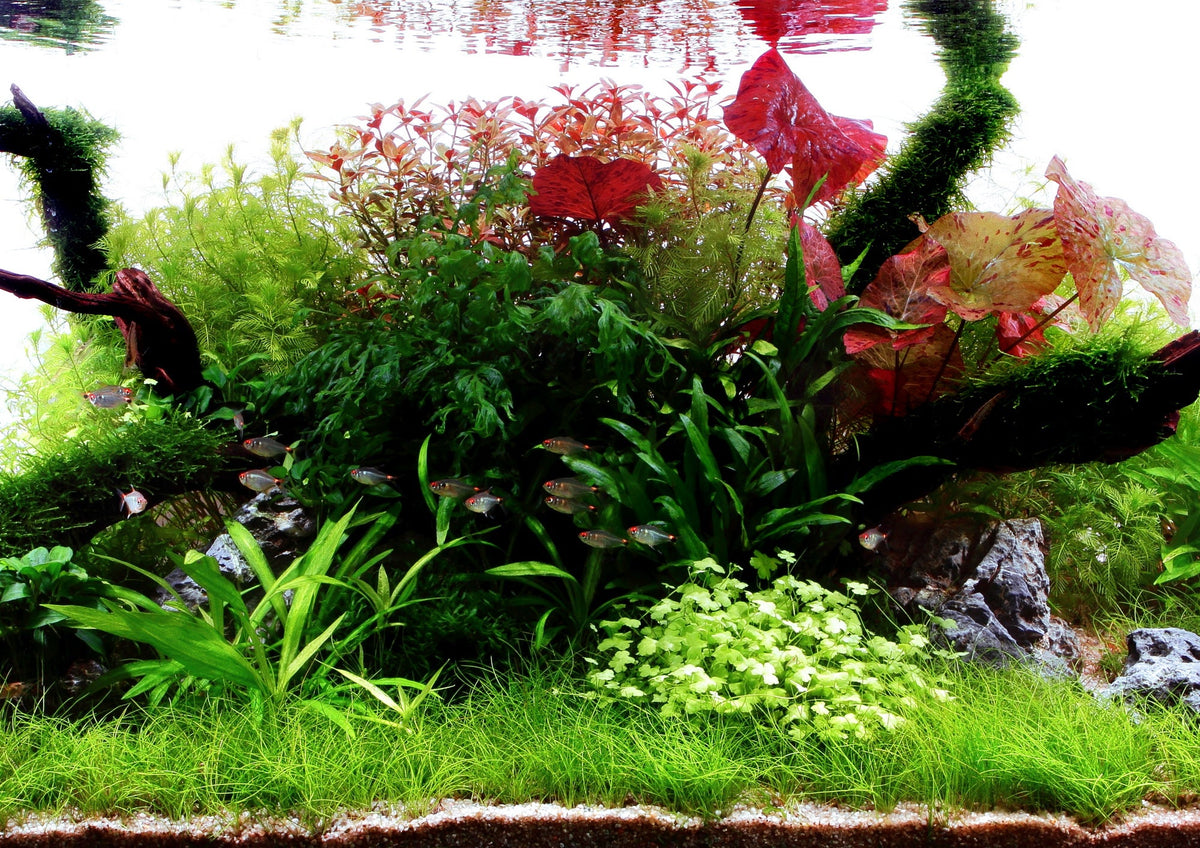 Plant Care