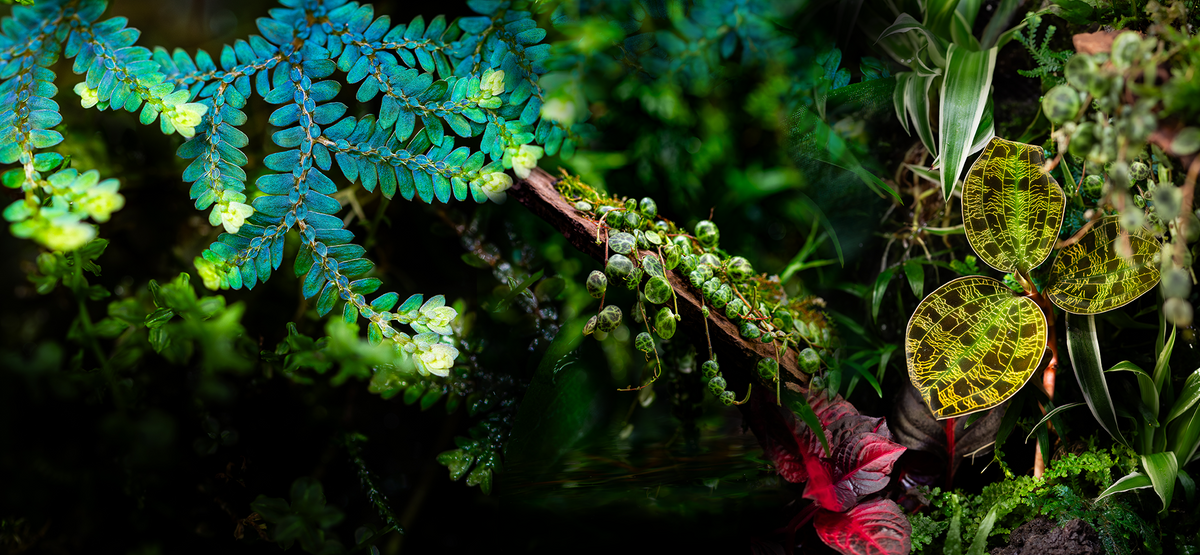 Terra by Tropica: Bring Nature Inside