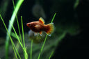 Réussir votre aquarium