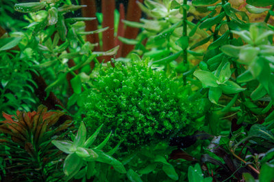Solenostoma tetragonum 'Pearl Moss'