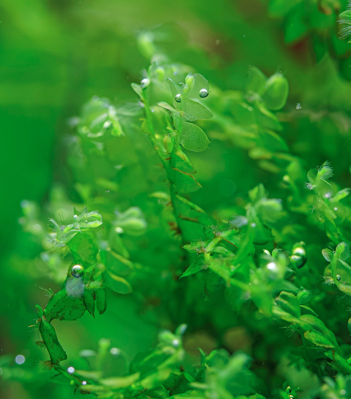 Solenostoma tetragonum 'Pearl Moss'