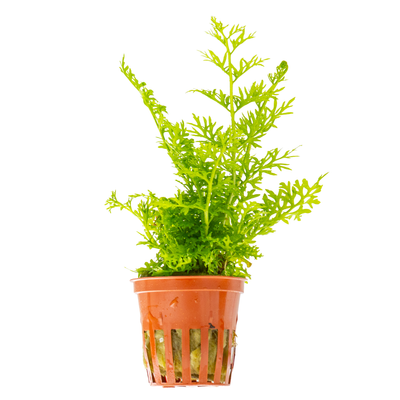 Ceratopteris thalictroides