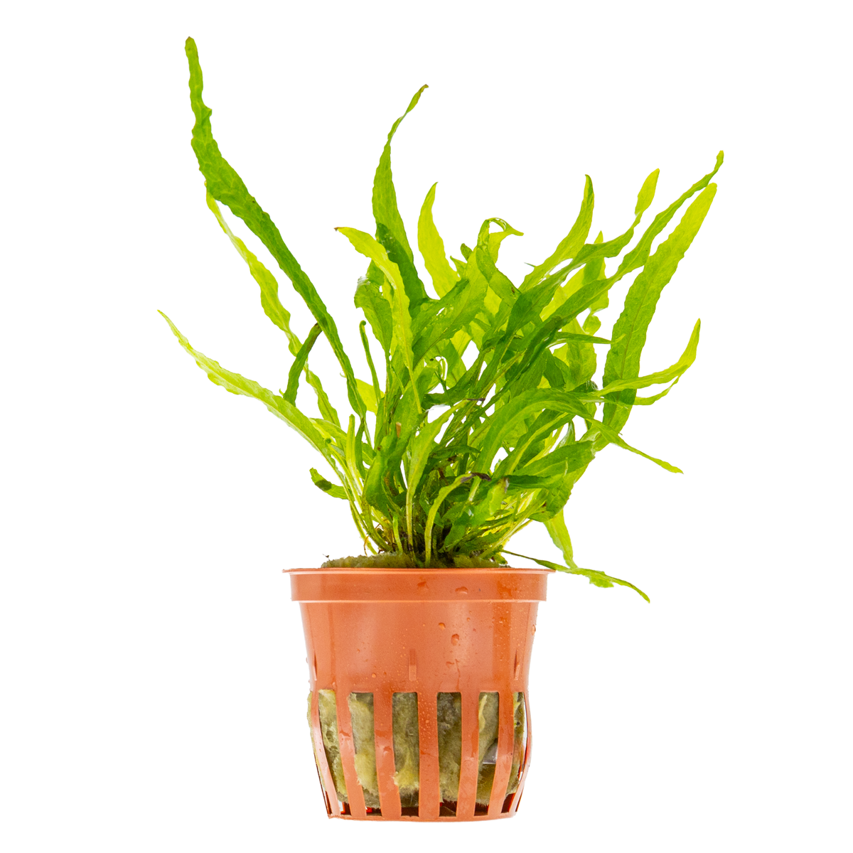 Microsorum pteropus 'Narrow'