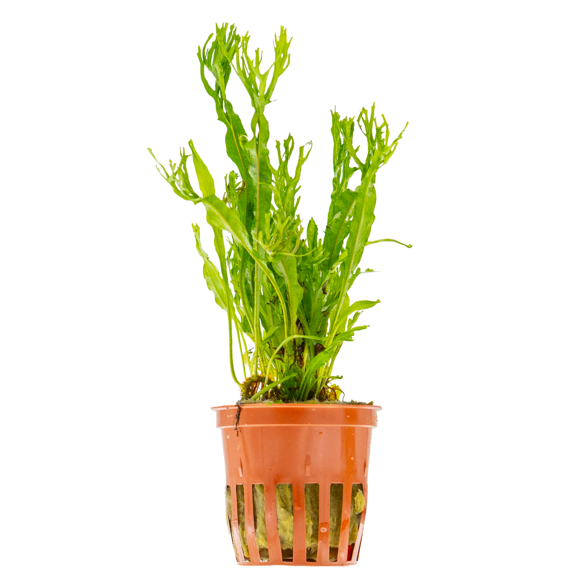 Microsorum pteropus 'Windeløv'