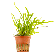 Microsorum pteropus 'Trident'