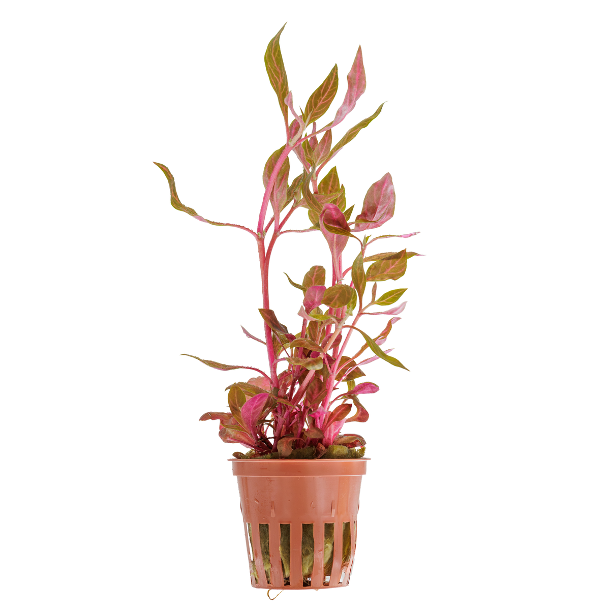 Alternanthera reineckii 'Rosanervig'