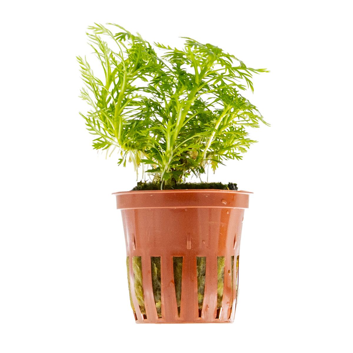 Hottonia palustris