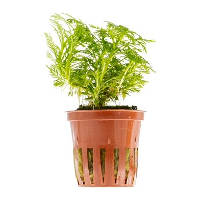 Hottonia palustris